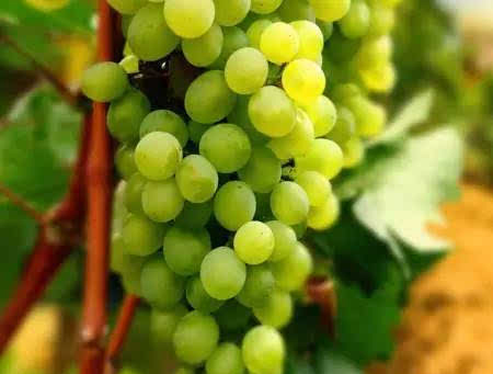 Trebbiano Toscano 特莱比亚诺托斯卡诺